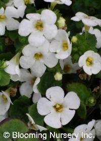 Sutera (Bacopa) 'White Trailing'